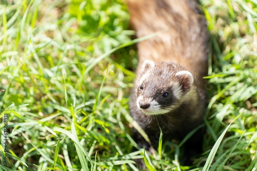 a ferret in the grass looking at the camera as he stands