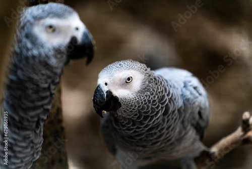 Closeup of Jaco birds perched on a tree branch ina zoo