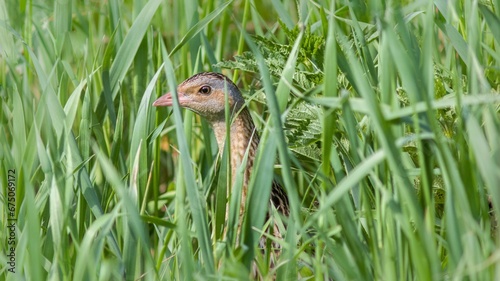 Crake on tall grass, looking out into the world with a curious expression © Wirestock