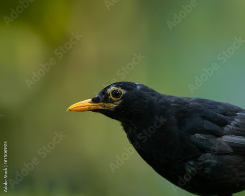 Closeup shot of a blackbird © Wirestock