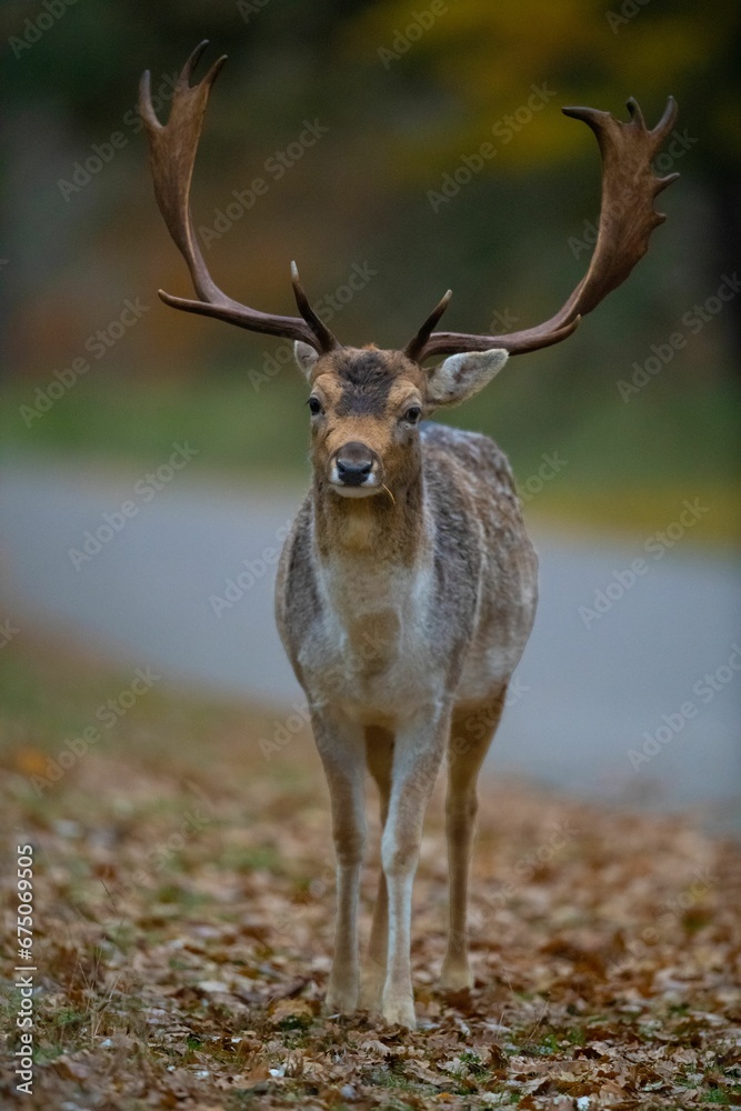 Selective focus shot of horned deer in the forest