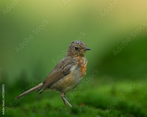 Closeup shot of a small bird in the forest © Wirestock