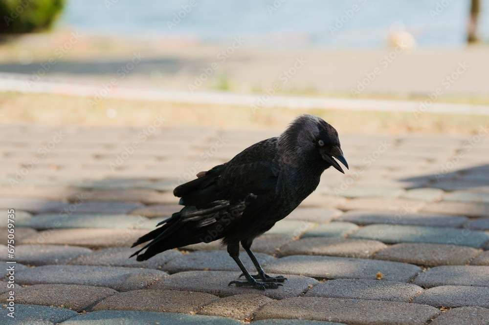 Western jackdaw on the cobblestone street. Western jackdaw on the cobblestone street.