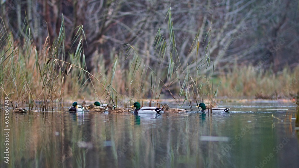 Group of wild ducks swimming in the tranquil lake. Group of wild ducks swimming in the tranquil lake.