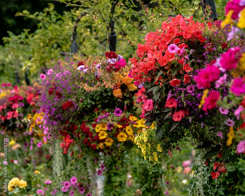 Scenic view of flowers in Butchart Gardens, British Columbia.