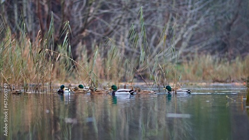 Group of wild ducks swimming in the tranquil lake.