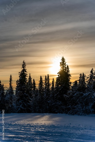 Beautiful winter landscape with a picturesque sunset seen through snow-capped pine trees