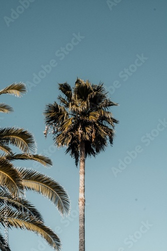 Lush row of tall  green palm trees  illuminated by bright sunlight
