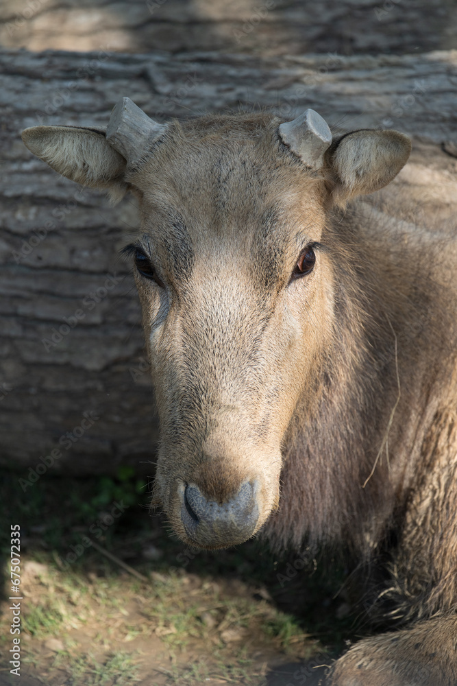 An Indian Bison with horns cut off