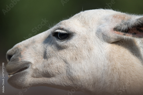 close up of an alpaca face © imphilip