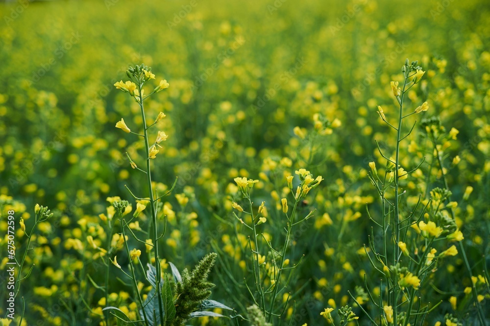 Obraz premium Vibrant field of canola wildflowers