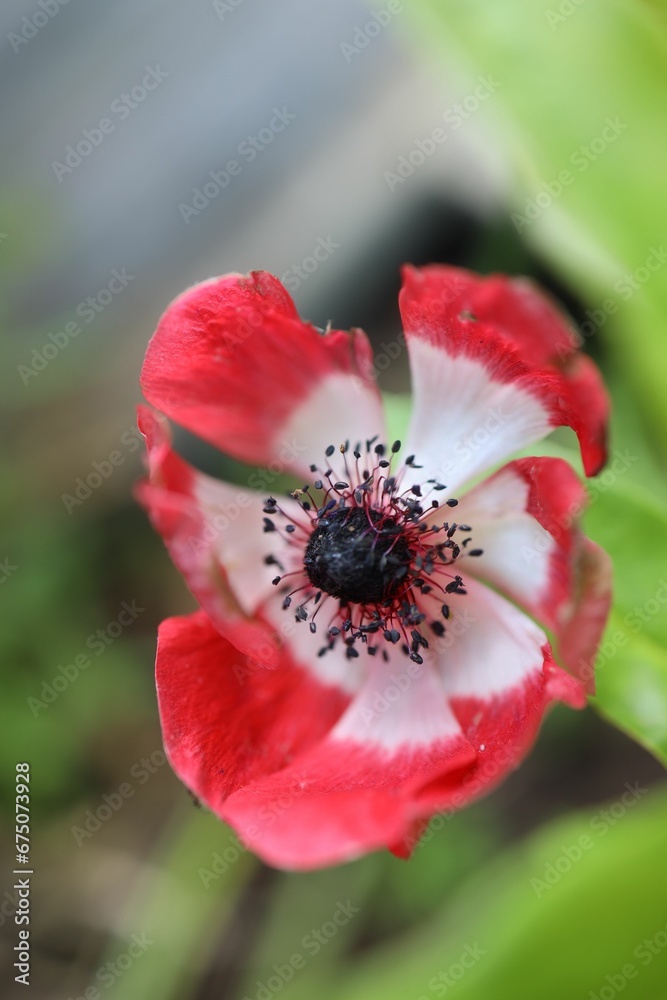 Vibrant Anemone bloom rests atop a lush green foliage leaf Vibrant Anemone bloom rests atop a lush green foliage leaf