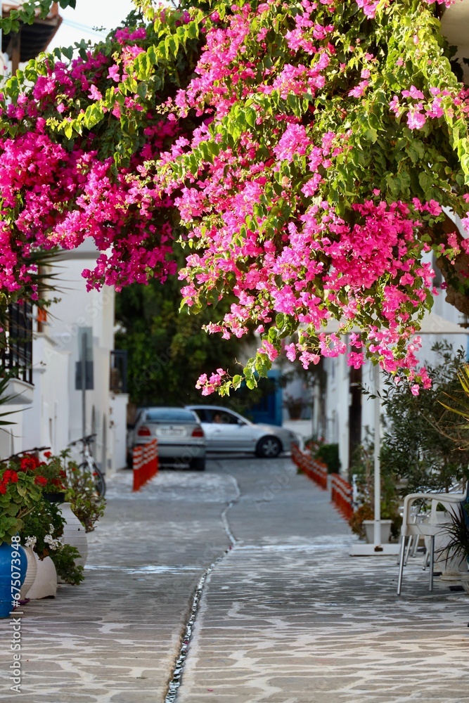 a pink tree with flowers is in front of an empty street