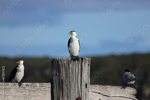 Small Cormorants perched atop wooden posts in a natural environment, with trees in the background © Wirestock