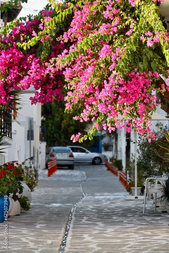 a pink tree with flowers is in front of an empty street