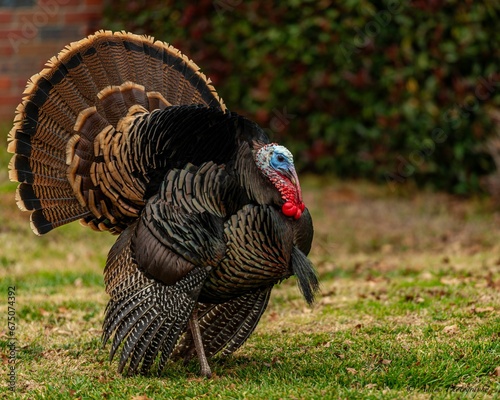 Domestic turkey with colorful plumage walking around a grassy outdoor area