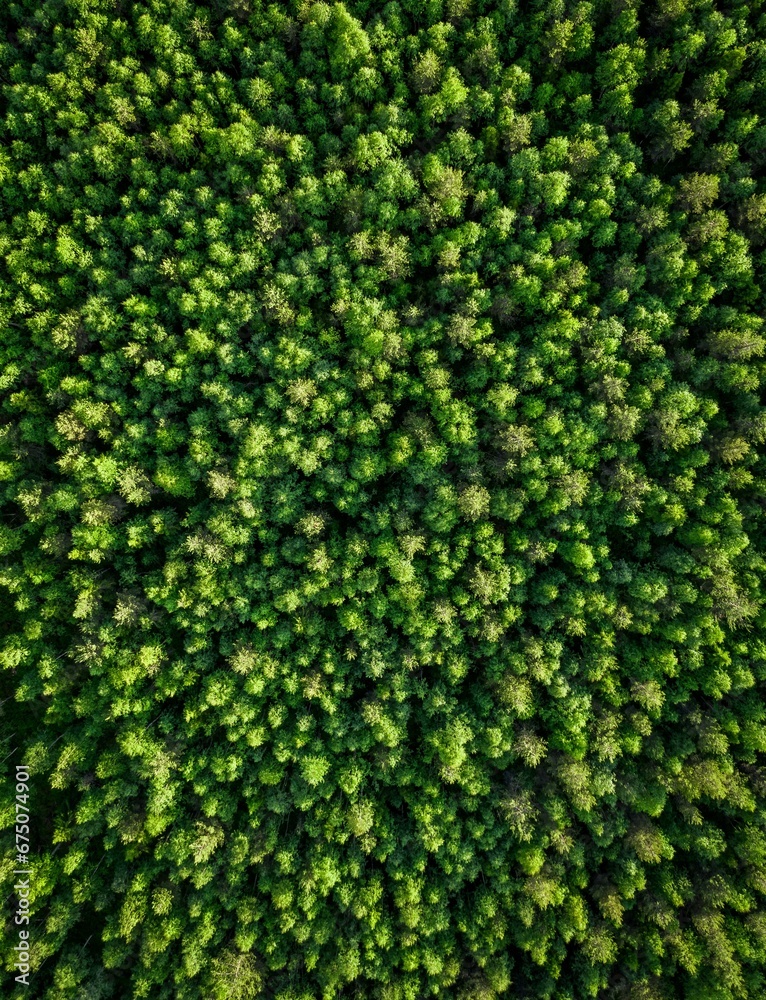 Aerial view of a lush forest with tall green trees.