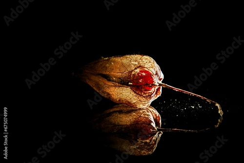 Single physalis on a black reflective background