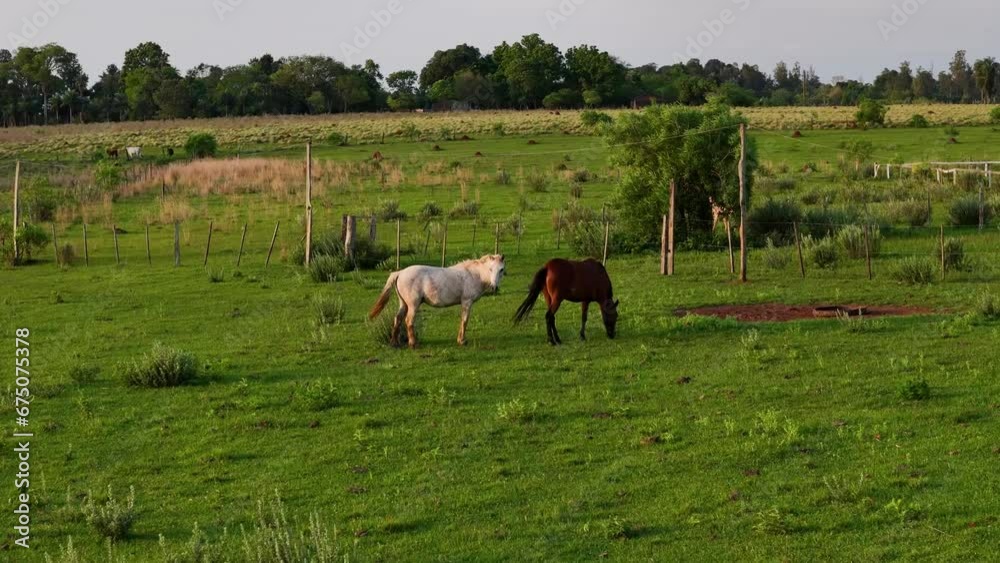 Drone approaching a brown and a white horse in a beautiful green pasture. Drone approaching a brown and a white horse in a beautiful green pasture.