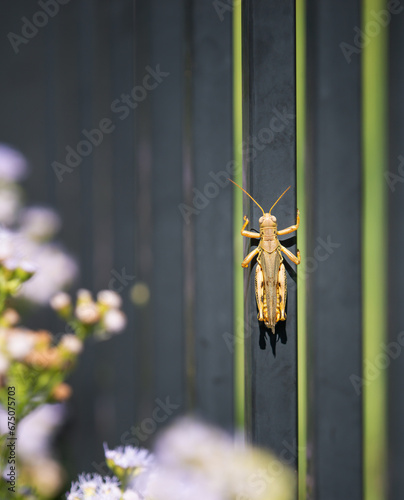 Fotografia Grasshopper basking on iron fence in the garden, on a beautiful, sunny autumn day