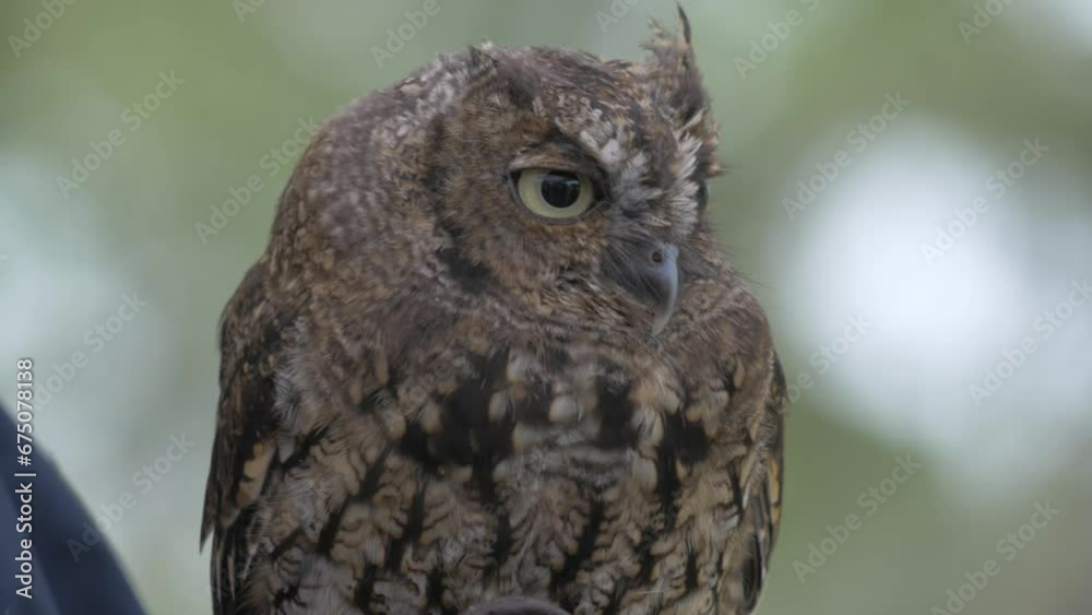A Juvenile Western Screech Owl (Megascops kennicottii) delights visitors to a Canadian park on a rainy day A Juvenile Western Screech Owl (Megascops kennicottii) delights visitors to a Canadian park on a rainy day
