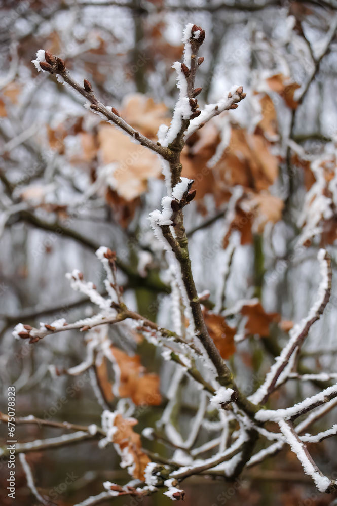 Frost Formation Along the Branch of a Tree, Symbolizing Cold and Winter Mood