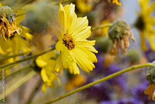 Close-up shot of a yellow California brittlebush flower grown in the garden in spring photo