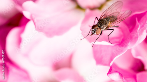 a close up of a fly on a pink flower flower