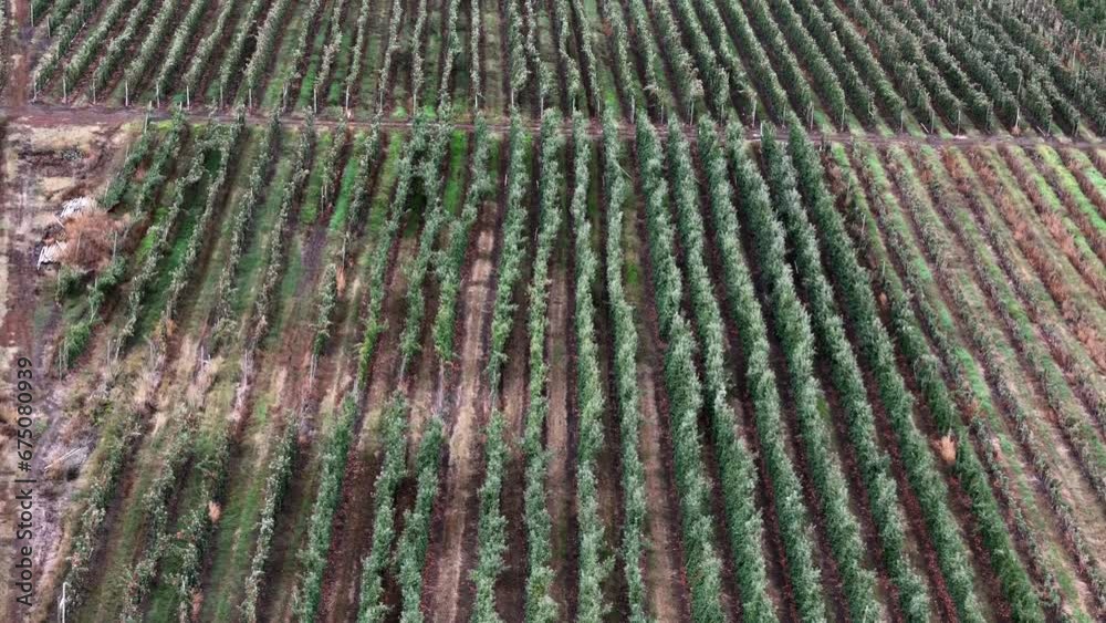 British Columbia Okanagan Orchard Serenity: A Bird's-Eye View of Rows of Apple Trees. British Columbia Okanagan Orchard Serenity: A Bird's-Eye View of Rows of Apple Trees.