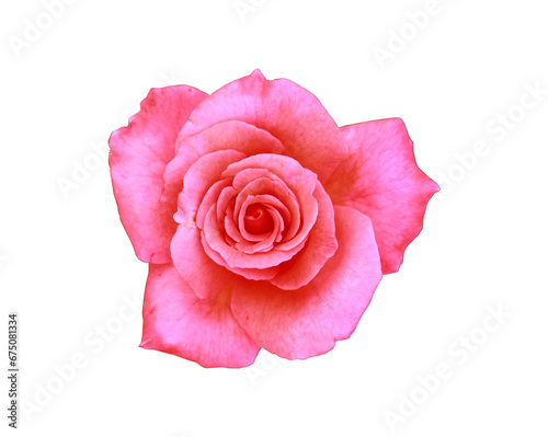 Pink rose flower isolated on a white background or transparent background with clipping path and full depth of field