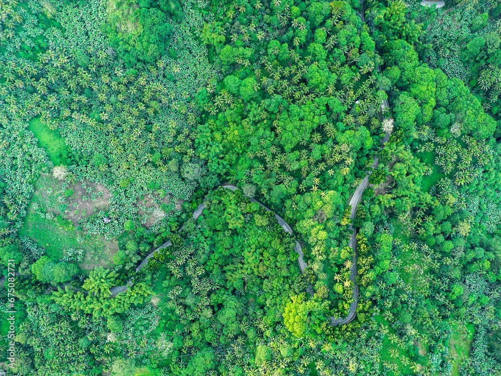 Aerial view of a winding road through a lush, green jungle in Malitbog, Bukidnon, Philippines. Aerial view of a winding road through a lush, green jungle in Malitbog, Bukidnon, Philippines.