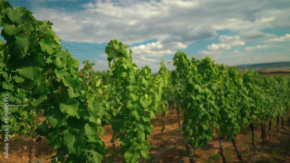 Closeup shot of vines in the vineyard Closeup shot of vines in the vineyard