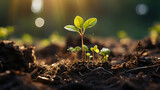 New Growth. Seedling Growing In The Garden Dirt, Background Image, Hd