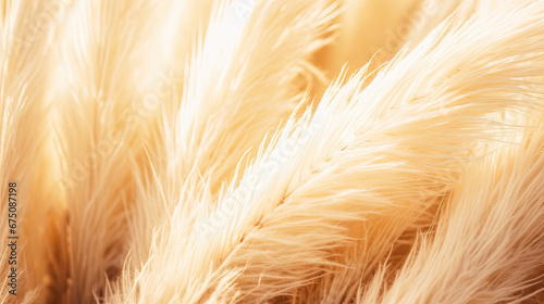 Abstract natural background of soft plants Cortaderia selloana. Pampas grass on a blurry bokeh  Dry reeds boho style. Fluffy stems of tall grass in winter