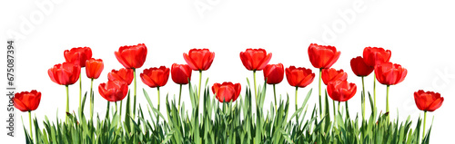 Red Tulips Border