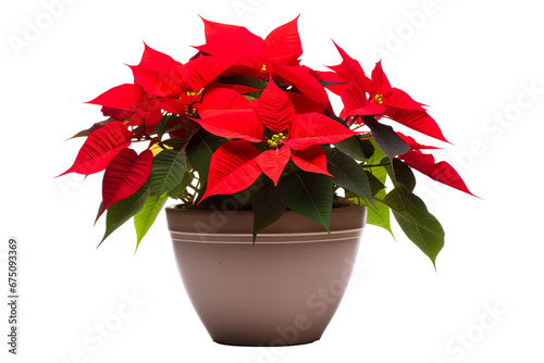 Poinsettia in a clay pot isolated on white background PNG © JetHuynh