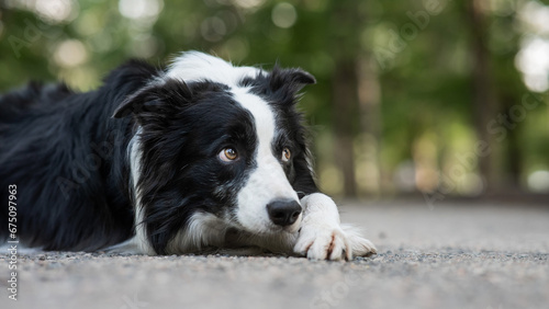 Border collie dog doing exercise shame outdoors. 