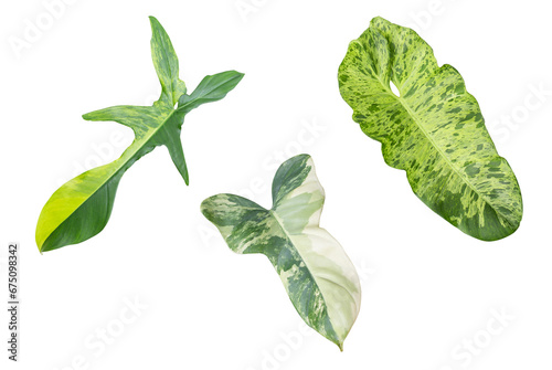 Beautiful identity Philodendron variegated leaves, Florida beauty, paraiso verde, bipennifolium or vioolin on transparent backgound with PNG file