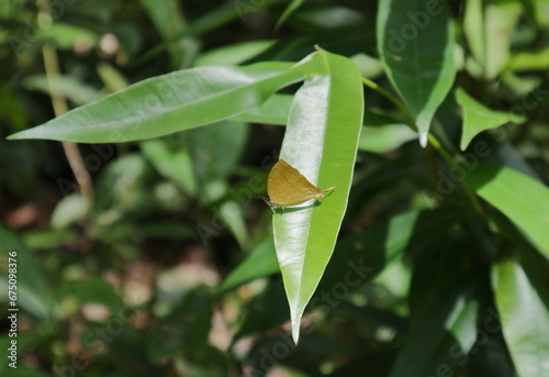 An orange colored butterfly known as the yamfly is on top of a leaf surface photo