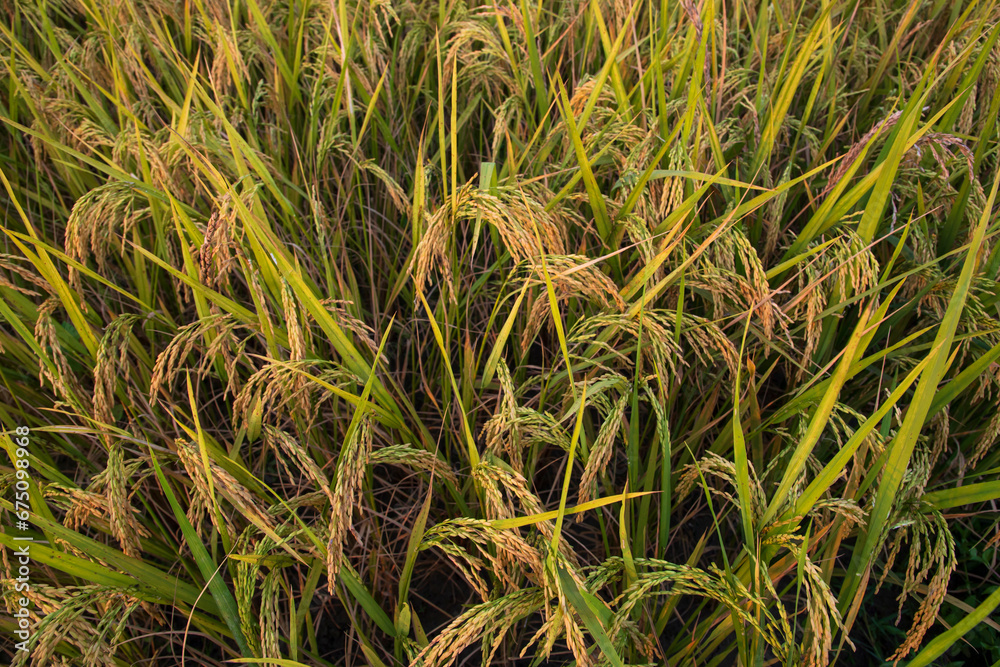 Top view grain rice field agriculture landscape Top view grain rice field agriculture landscape