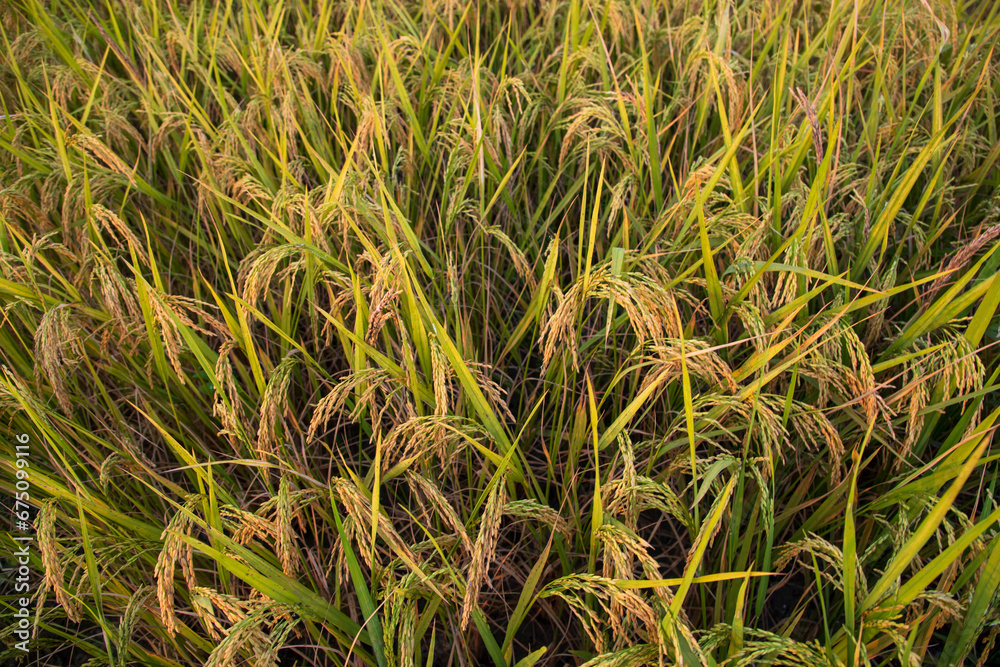 Top view grain rice field agriculture landscape Top view grain rice field agriculture landscape