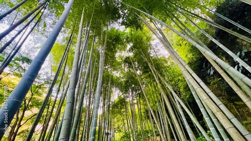                         Kamakura Meigetsuin Temple bamboo forest November 2023