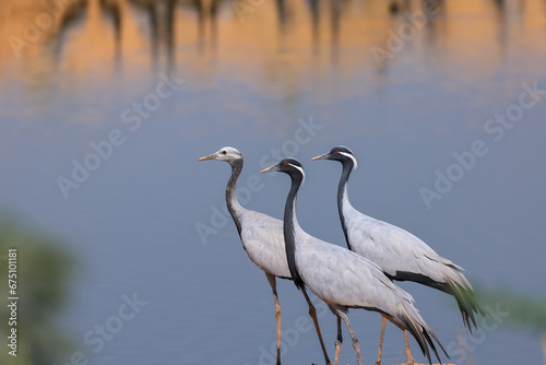 Three Demoiselle crane birds migrate to Rajasthan, India from Mongolia during winter time. At Khichan, Rajasthan. photo