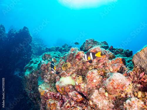                                                                                                                                                                                                                         2023   10   28                    The cute Yellowtail clownfish Pair guarding eggs in Beautiful Sea Anemones   HIRIZO Beach  Nakagi  South IZU