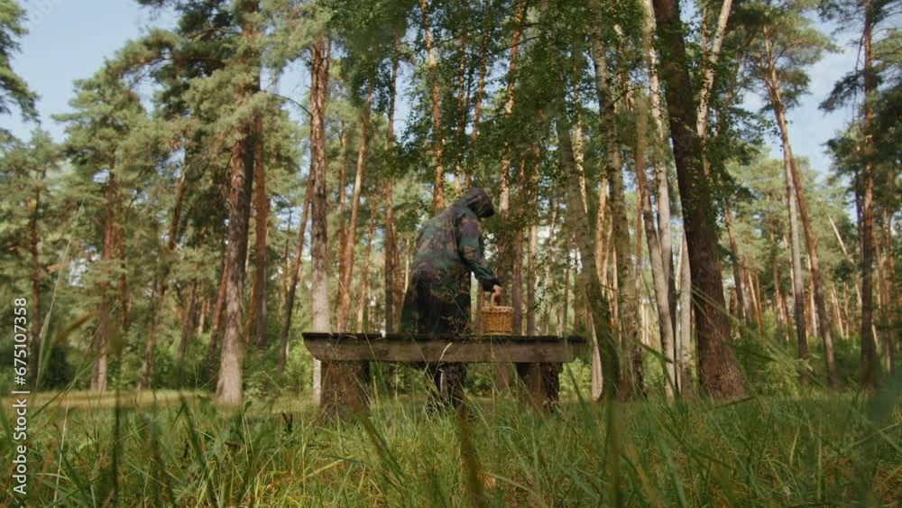 Human walking in the forest with a basket. forester collects mushrooms. Nature, park Human walking in the forest with a basket. forester collects mushrooms. Nature, park