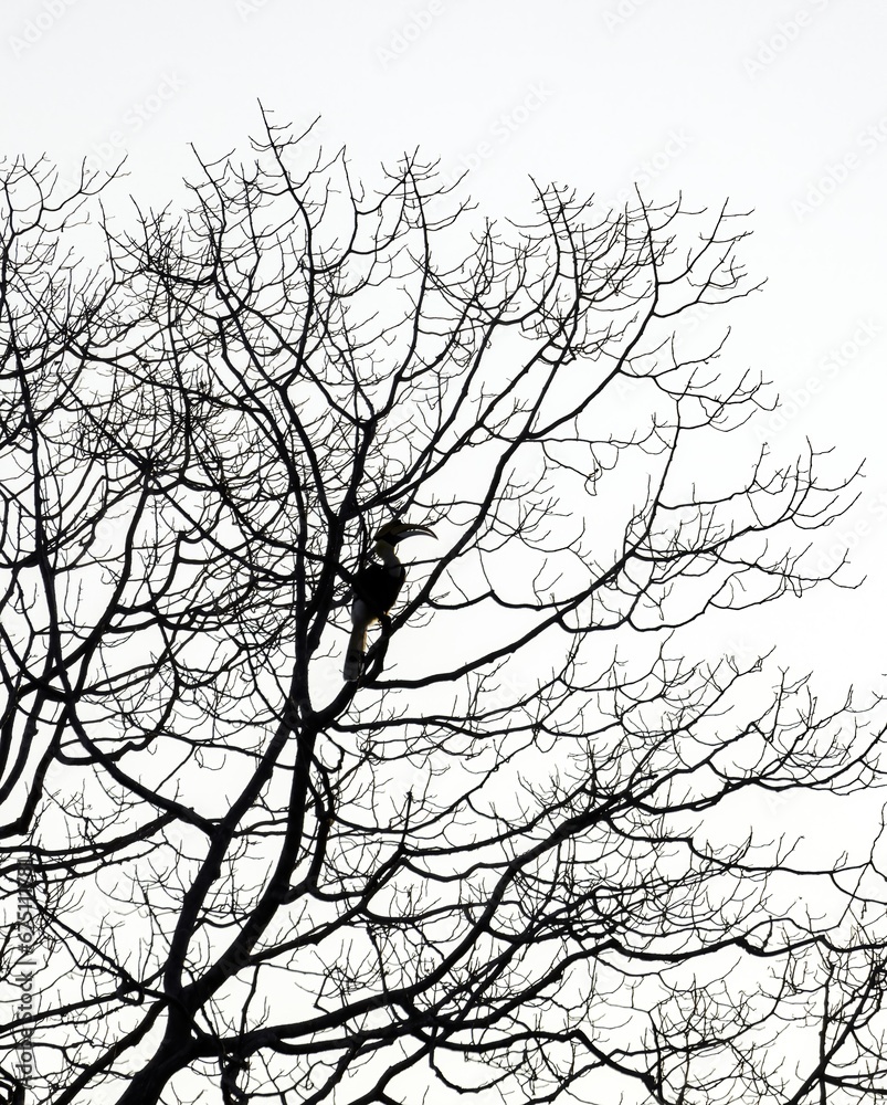 Fototapeta premium The Great Hornbill silhouetted against the backdrop of a dry tree depicting the web of life