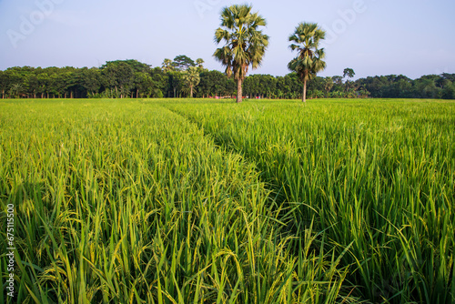 agriculture Landscape view of the grain  rice field in the countryside of Bangladesh