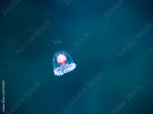                                                                                                                                                                                                          2023   10   28                    The mysterious Immortal jellyfish are said to live forever.  HIRIZO Beach  Nakagi  South IZU  Kamo-gun  Izu Penin