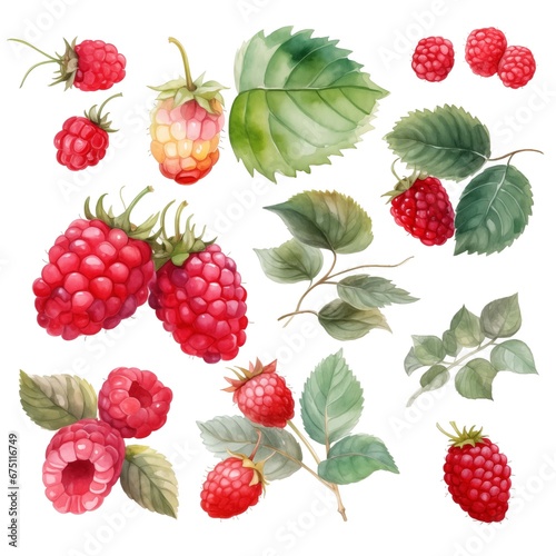 Raspberry in watercolor collection with flower and leaf with branch