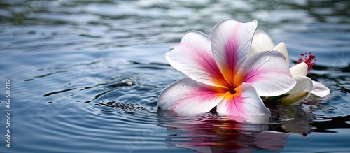 In the isolated background of nature a vibrant spring flower surrounded by water stands out with its white and pink petals showcasing the beauty of colorful floral plants in the tropical en